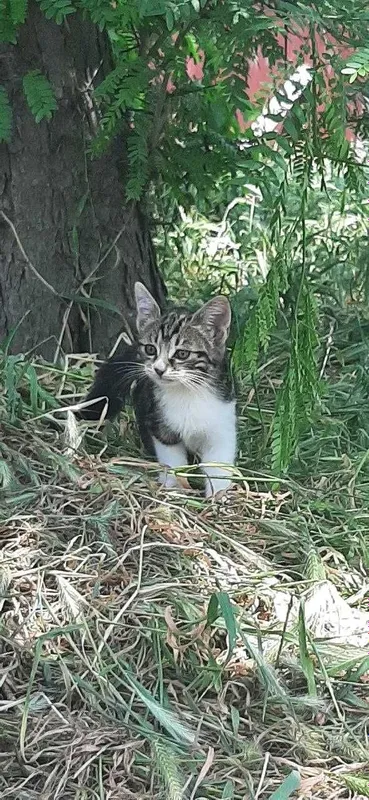 Отдам котят даром