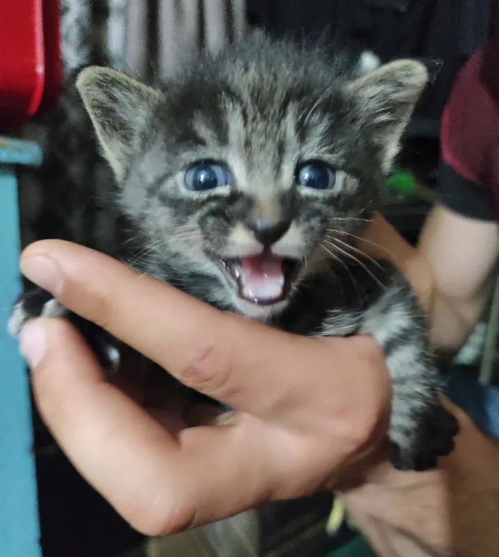 Котята в добрые руки — фото 1