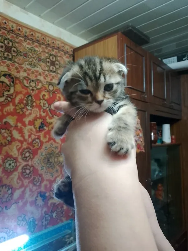 Продаются котята — фото 1