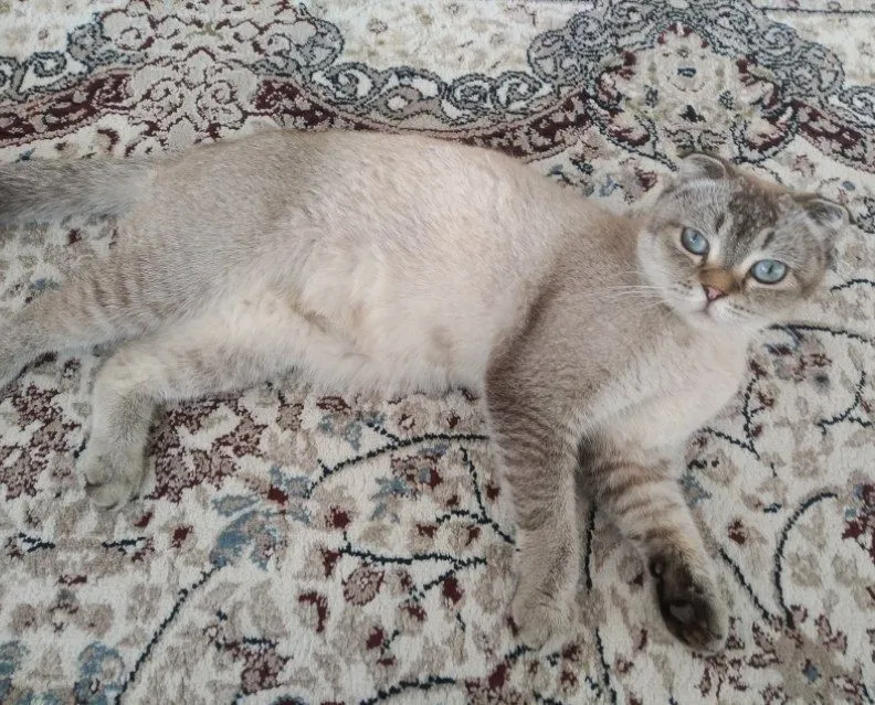 Скоттиш фолд продается 4