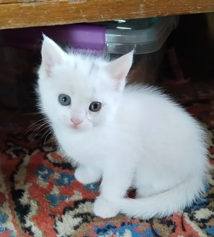 Продаются котята