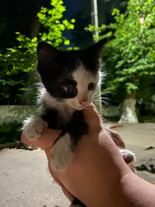 СРОЧНО ПРИСТРАИВАЕТСЯ КОТЁНОК