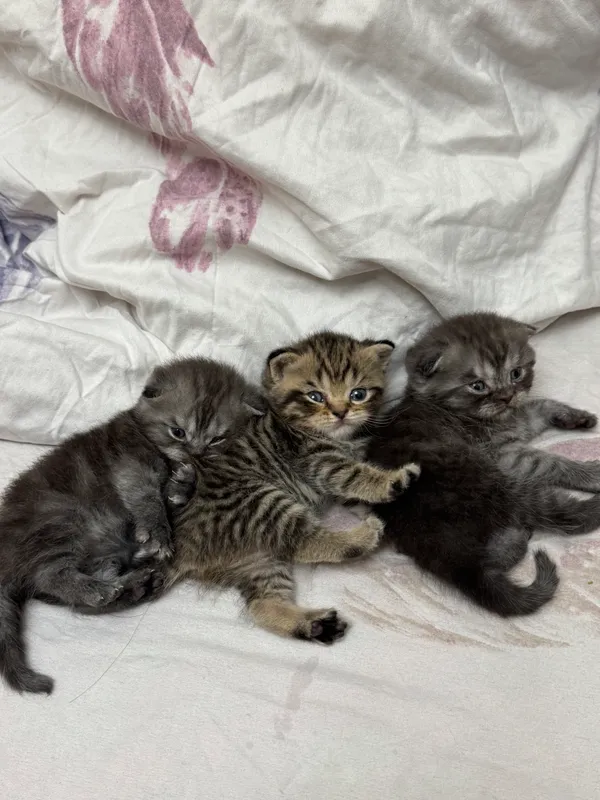 Parodali mushuklar sotiladi 5 Parodali mushuklar sotiladi 5