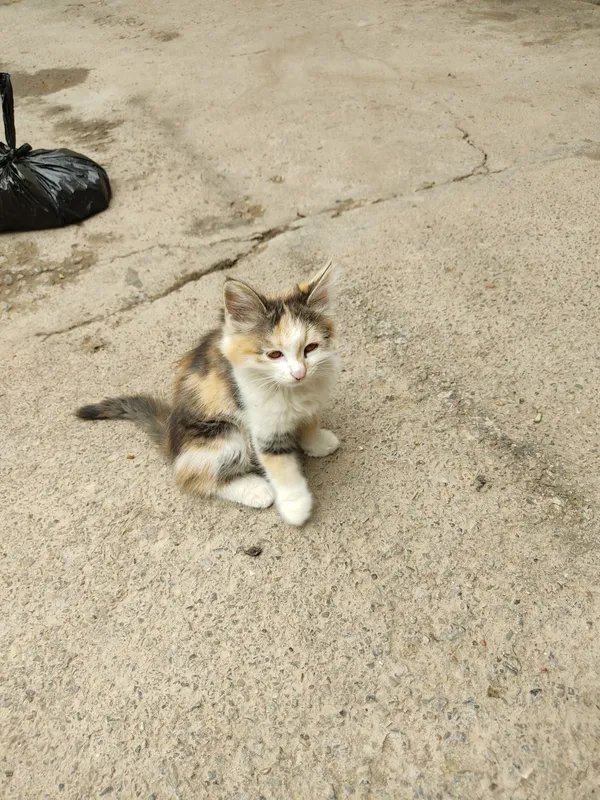 котята два месяца — фото 2