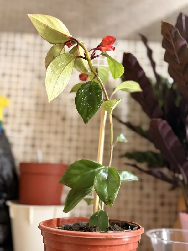 Нематантус (Nematanthus) или Золотая рыбка