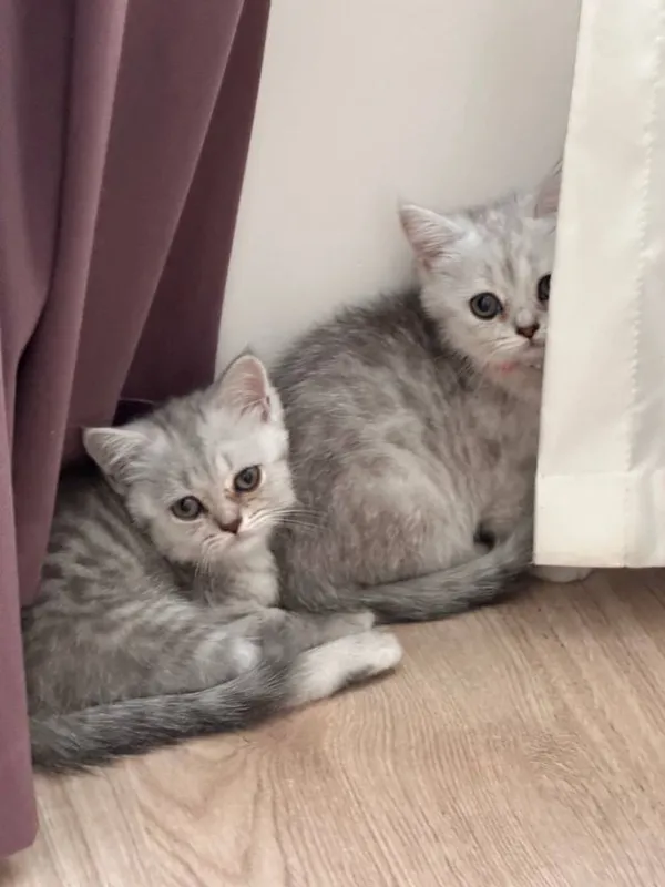 Продается котята породы шиншила 5