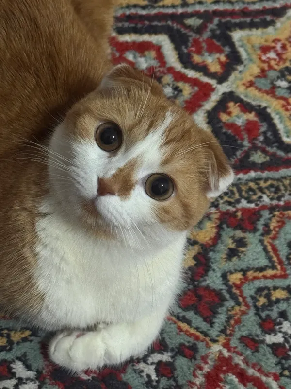 Scottish Fold qiz bola — фото 2