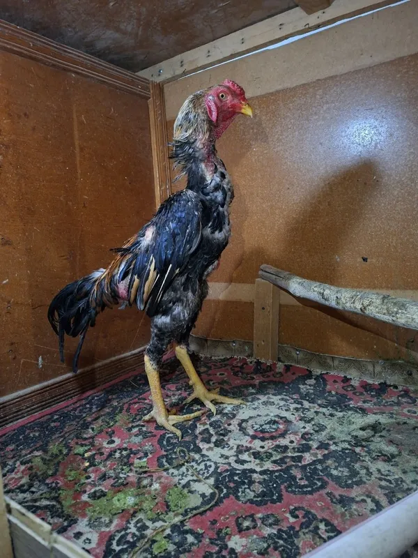 Dakan xoʻrozlar sotiladi 3