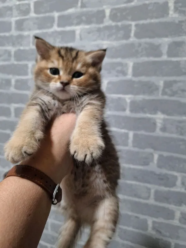 продаю котят шиншил — фото 1