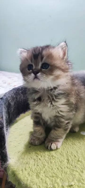 Котята скотиш страйт — фото 5