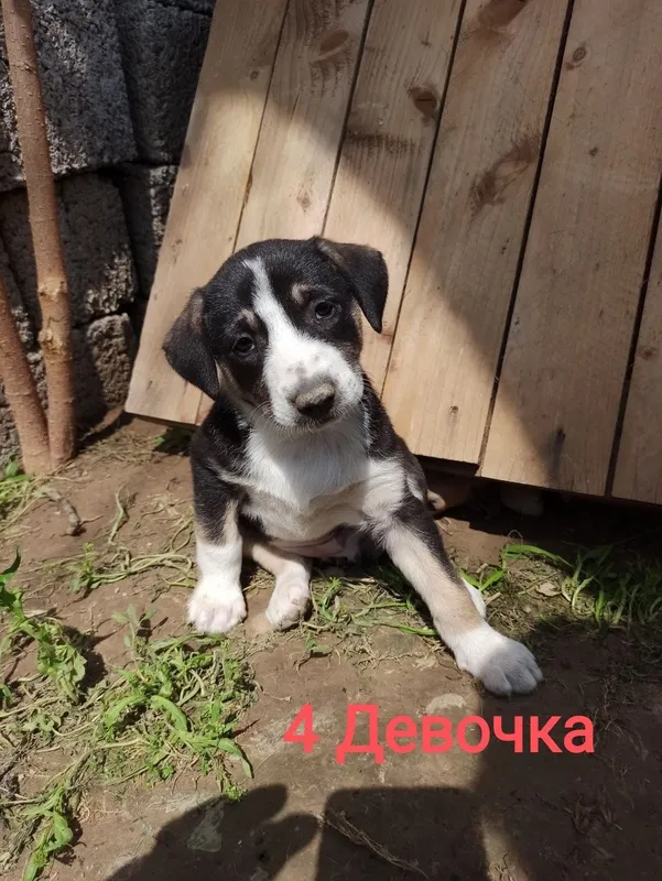 Алиса в ответственные руки! — фото 4