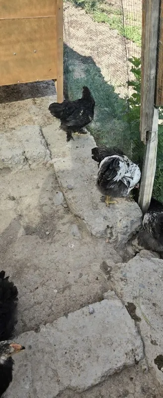 Galasheyka va brama joja xorozla sotiladi 5 Galasheyka va brama joja xorozla sotiladi 5