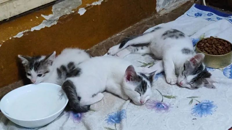 Отдаю котят в добрые и любящие руки
