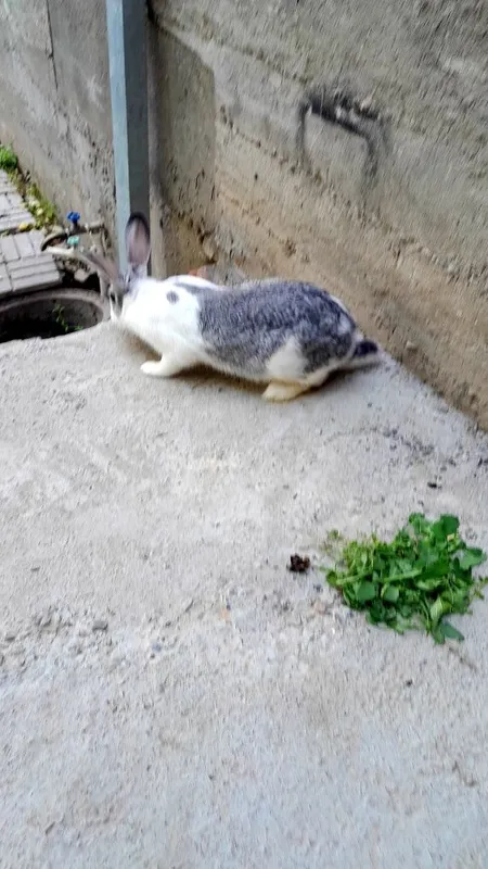 Қуйон ургочиси бор. — фото 3