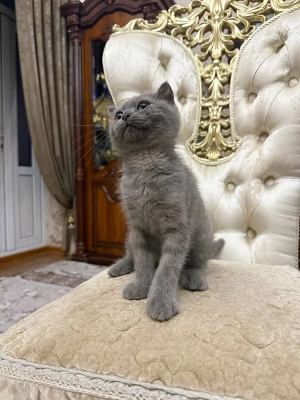Скоттиш 3месяц, пародистый — фото 2