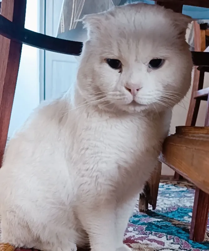 Scottish fold срочно сотилади — фото 1