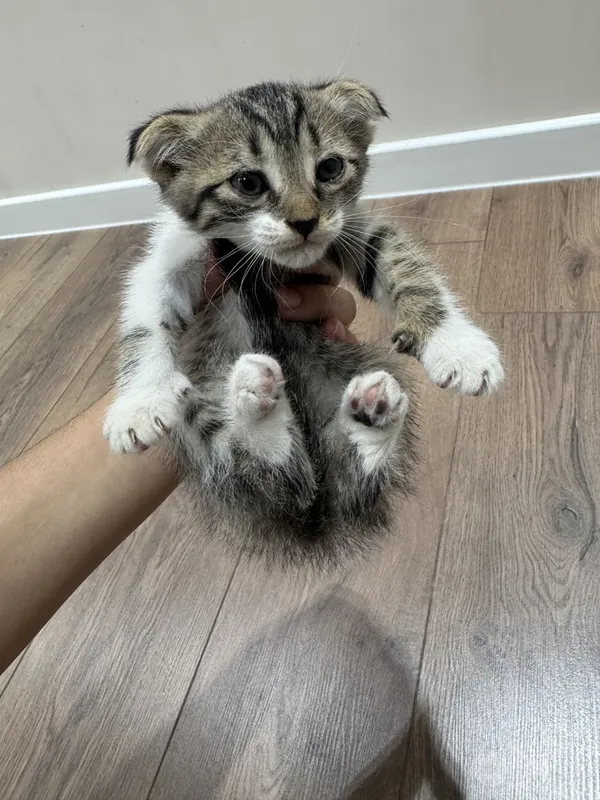 Кошка бесплатно Скоттиш фолд 2 Кошка бесплатно Скоттиш фолд 2