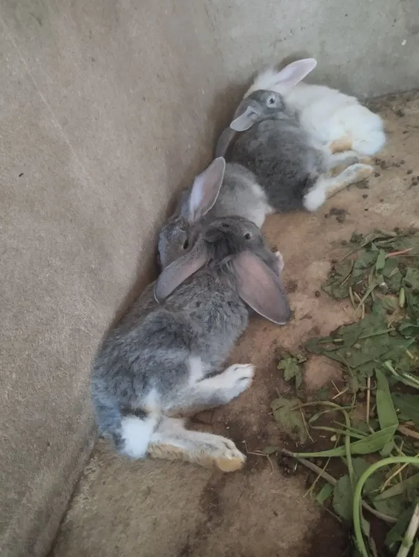 Крольчата на продажу — фото 1