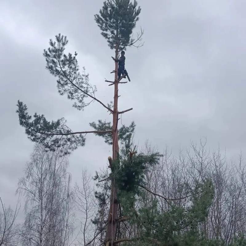 Дарахт кесиш хизмати 1