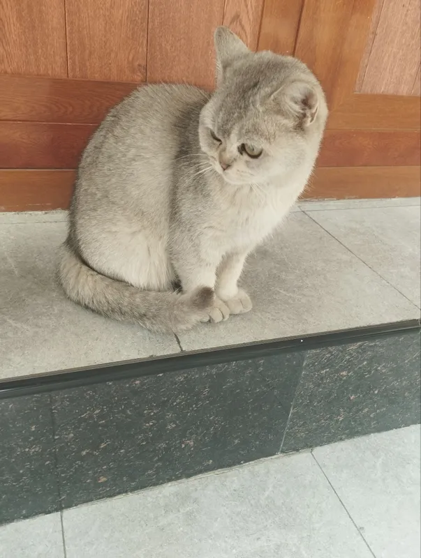 Serebristaya shinshila 4 Serebristaya shinshila 4