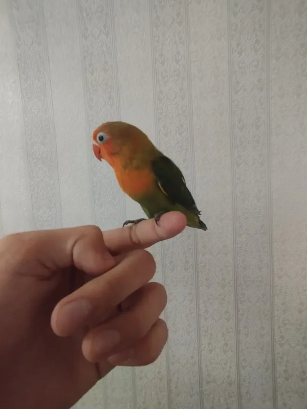 Nerazrushka ruchnoyro 3 Nerazrushka ruchnoyro 3