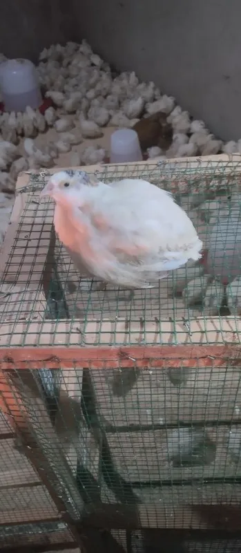 Beli gegant zoti bedanalar sotuvda bir oylik