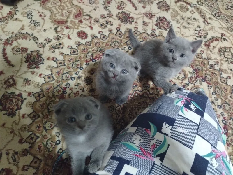 Продаётся кошка, шотландский вислоухий — фото 4