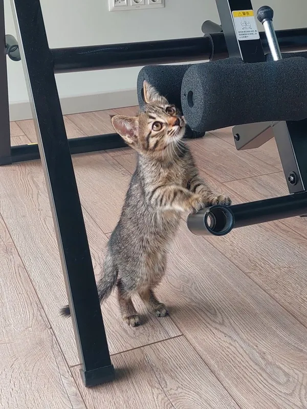 Котенок мальчик 2 месяца — фото 5
