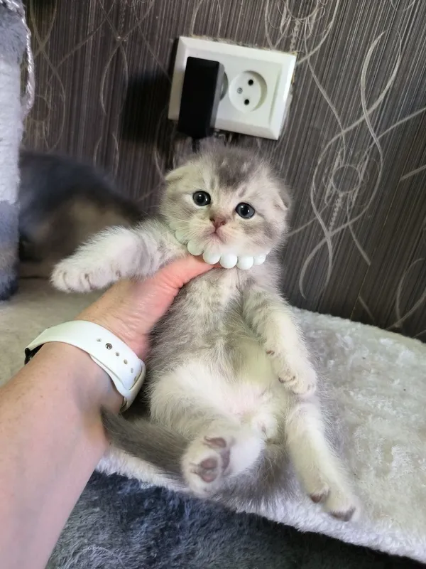 Прекрасные игривые котята — фото 2