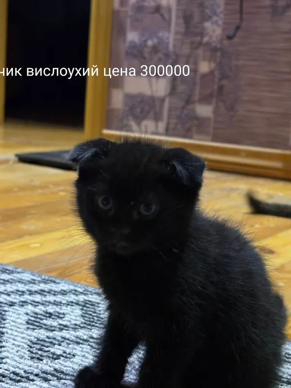 продается котята от правильной вязки — фото 2