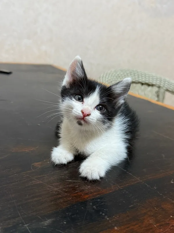 Котята короткошерстные — фото 1