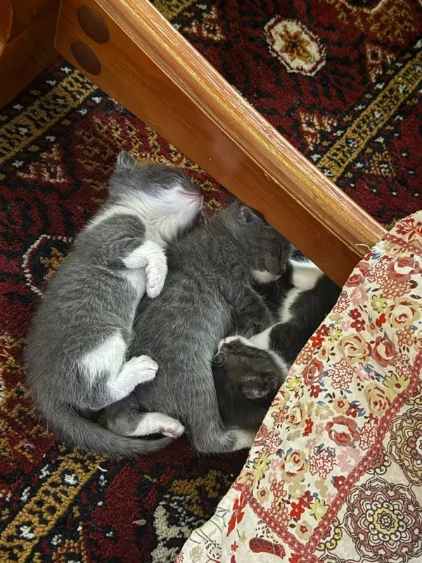 Отдам в хорошые руки — фото 1