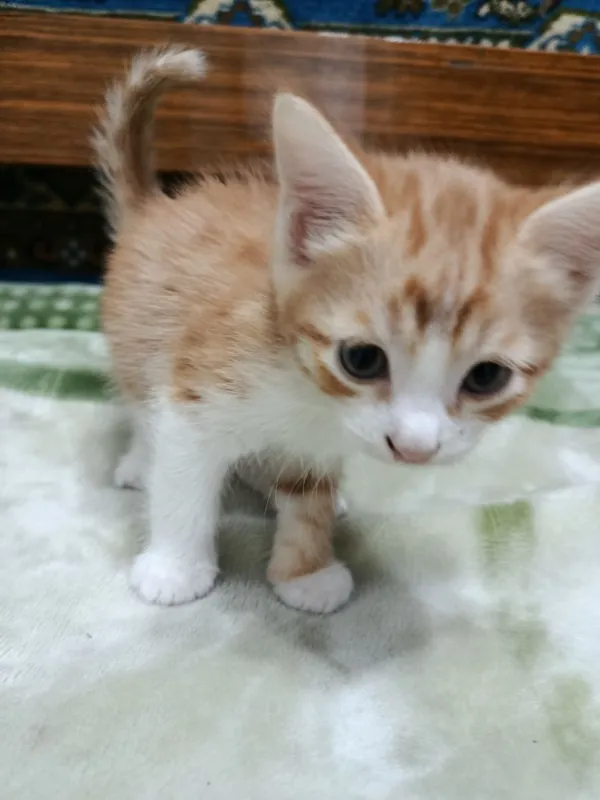 Котята 2 месяца. Мальчики. Отдам даром. Домашние. — фото 1