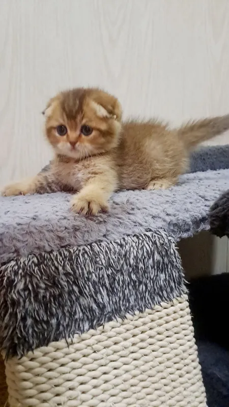 Продается элитный скотиш фолд 3