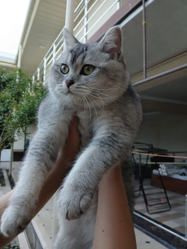 Шикарный британский кот silver tabby для вязки Самарканд