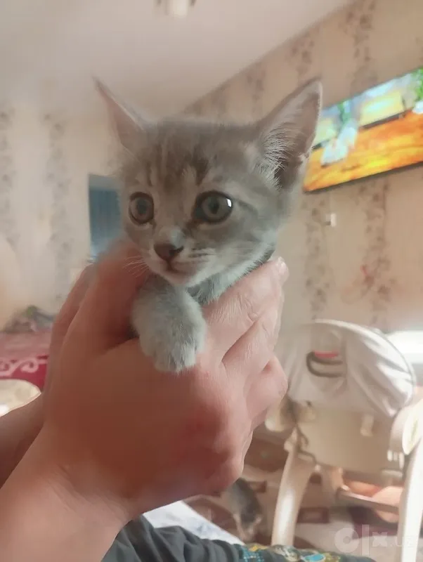 Продается котенок скотишь страйт правильной вязки 2 месяца 2 Продается котенок скотишь страйт правильной вязки 2 месяца 2