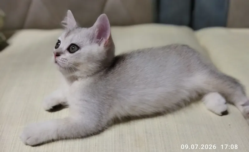 продажа шотланских котят 6