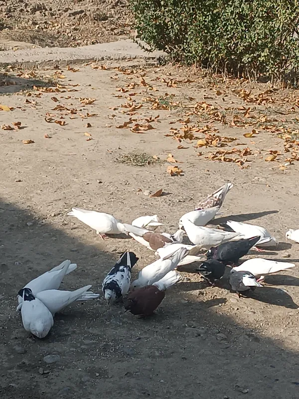 Kabutar 2