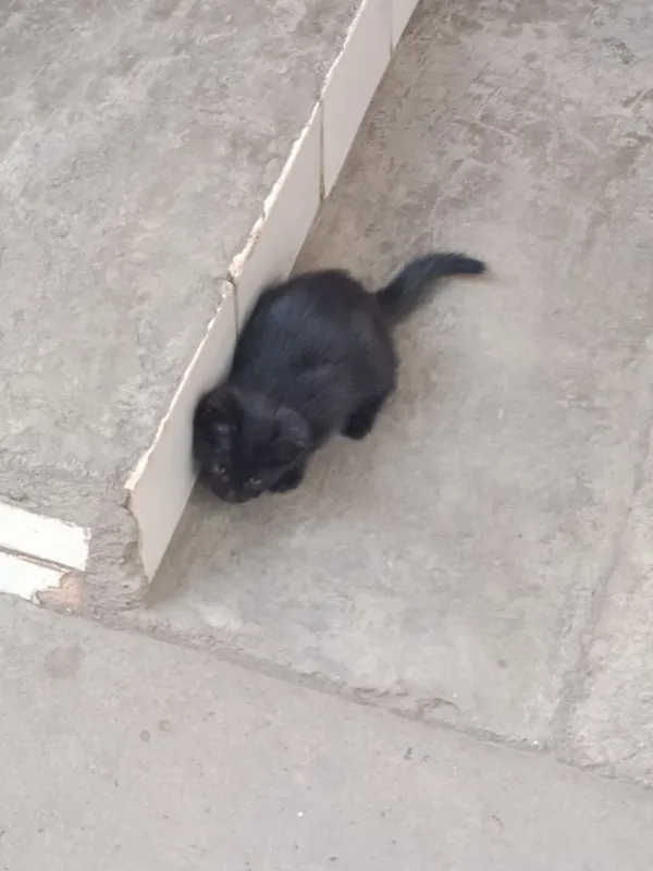 Mushuk bolasi 2 oylik boldi qiz bola — фото 1