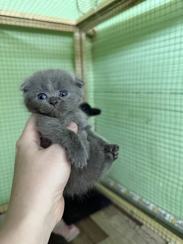 Катята скоттиш фолд и страйт