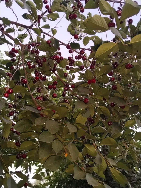 Продается шпонка. — фото 3