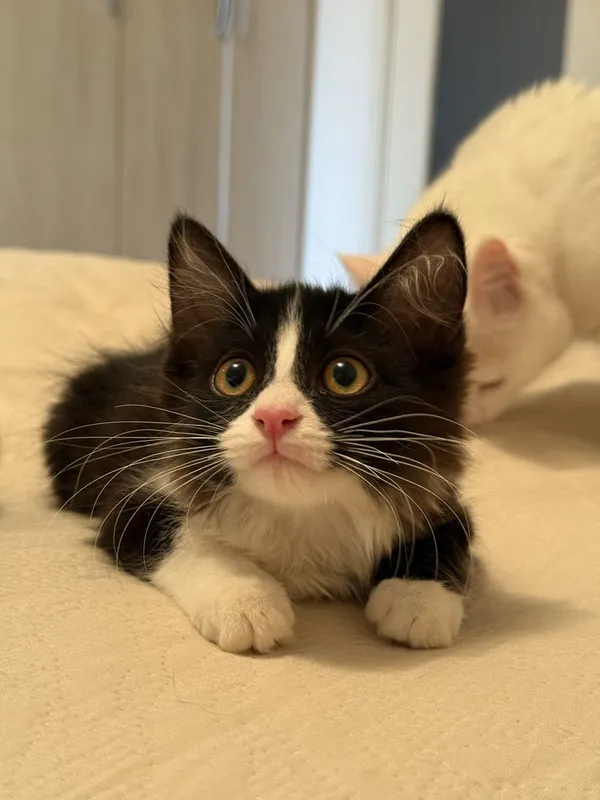 Срочно отдаются котята в добрые руки! 1 Срочно отдаются котята в добрые руки! 1