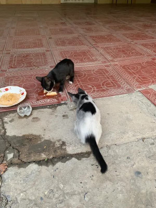Кошка 2 Кошка 2