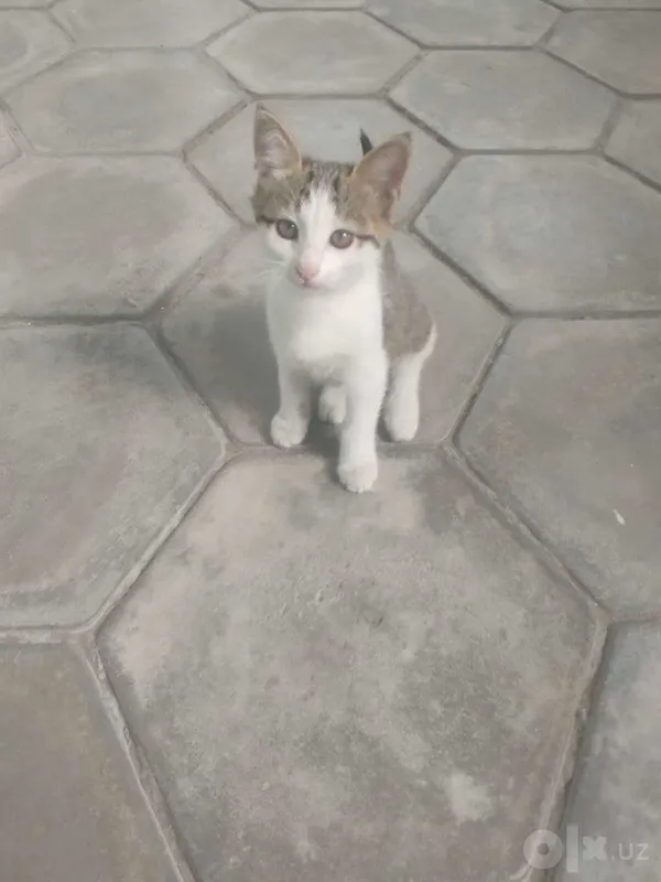 Котята мальчики, 1.5 месяца, в хорошие добрые руки 1 Котята мальчики, 1.5 месяца, в хорошие добрые руки 1