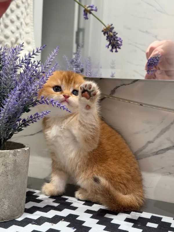 Породистые милые котята — фото 2