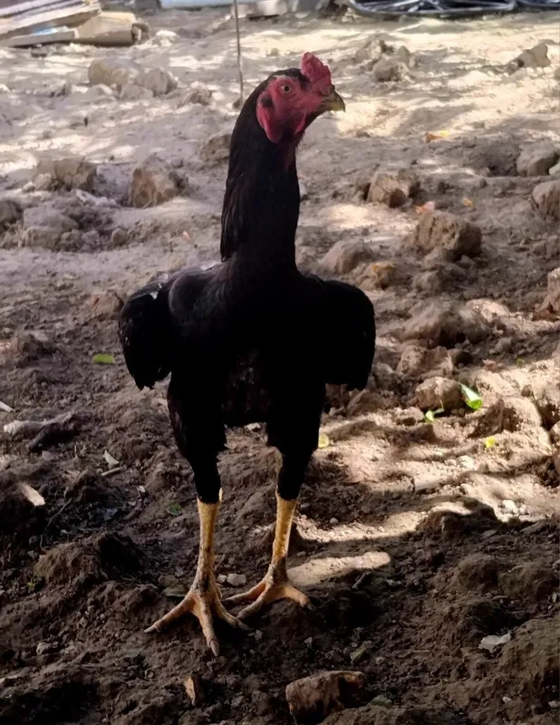 Dakan xoʻroz qora sotiladi 7 Dakan xoʻroz qora sotiladi 7