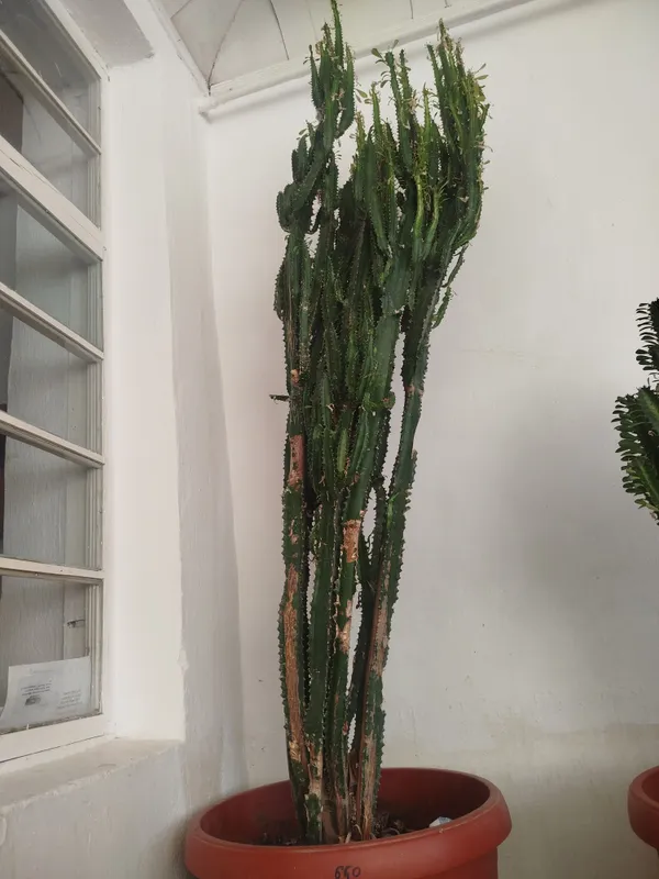 gullar sotiladi narhi kelishiladi — фото 7