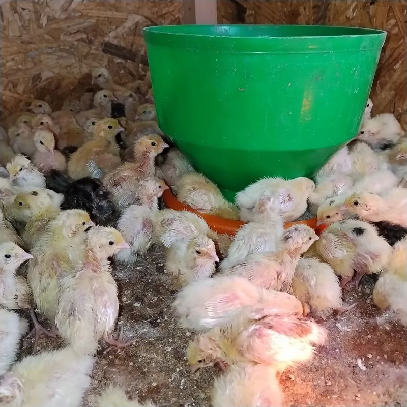 Bedana jojalari va inkubatsion tuxumiga zakaz olamiz — фото 1