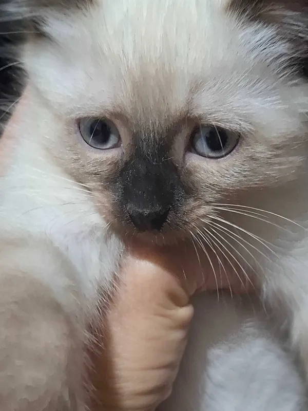 Сиамские котята продаются — фото 5