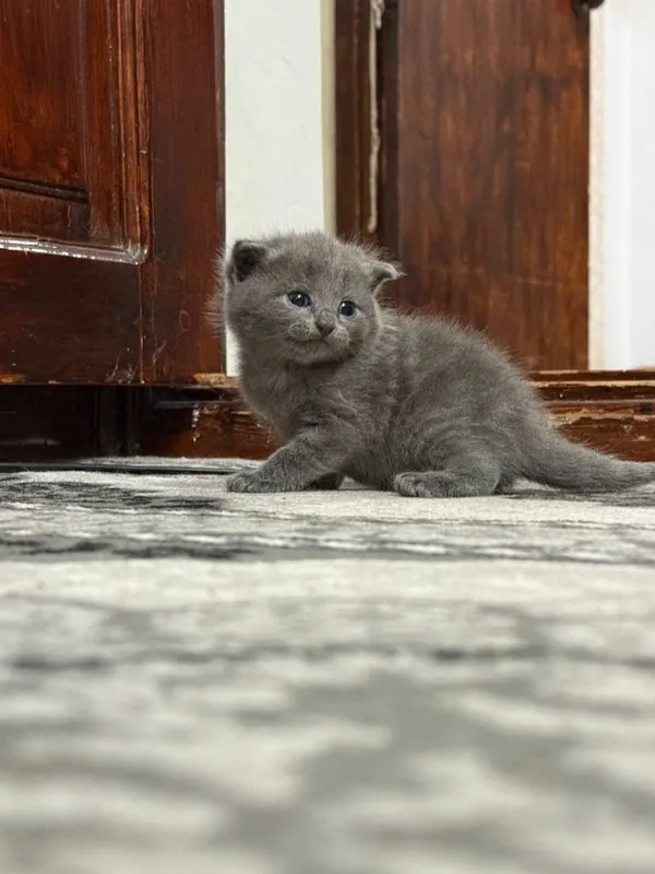 Scottish fold va scottish strayt mushuk bolalari sotiladi 7